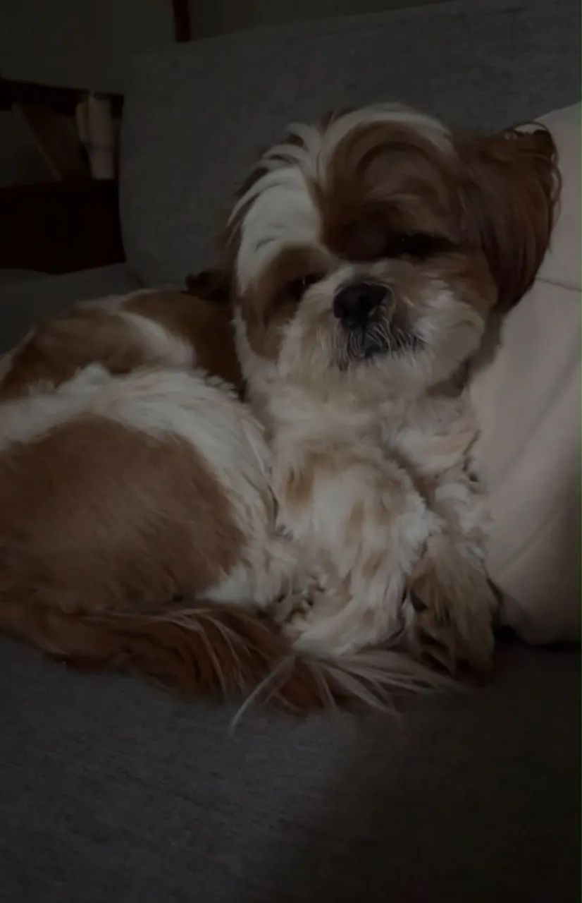 Doação de cachorro  - Foto 2