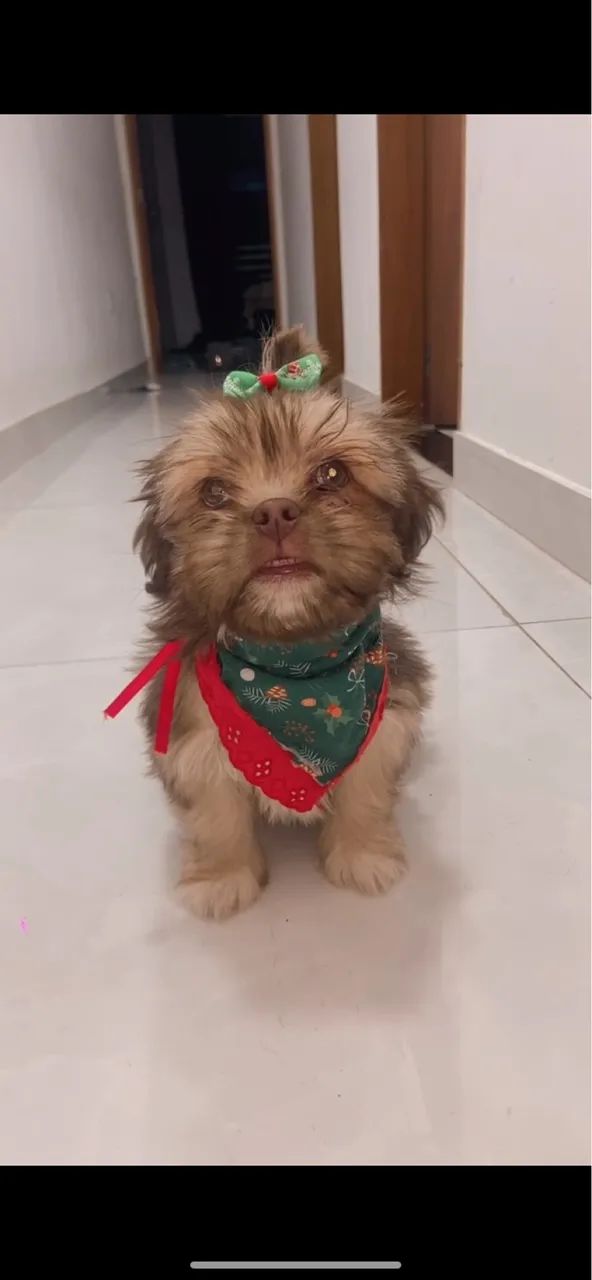 Vendo shitzu fêmea 3 meses  - Foto 4