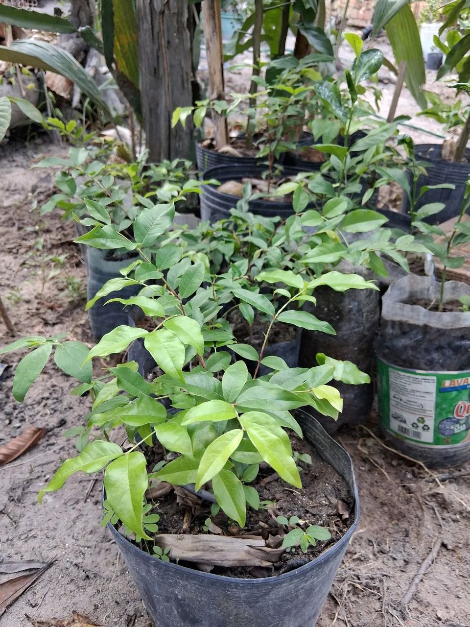 mudas de jaboticaba  hibrida  - Foto 4
