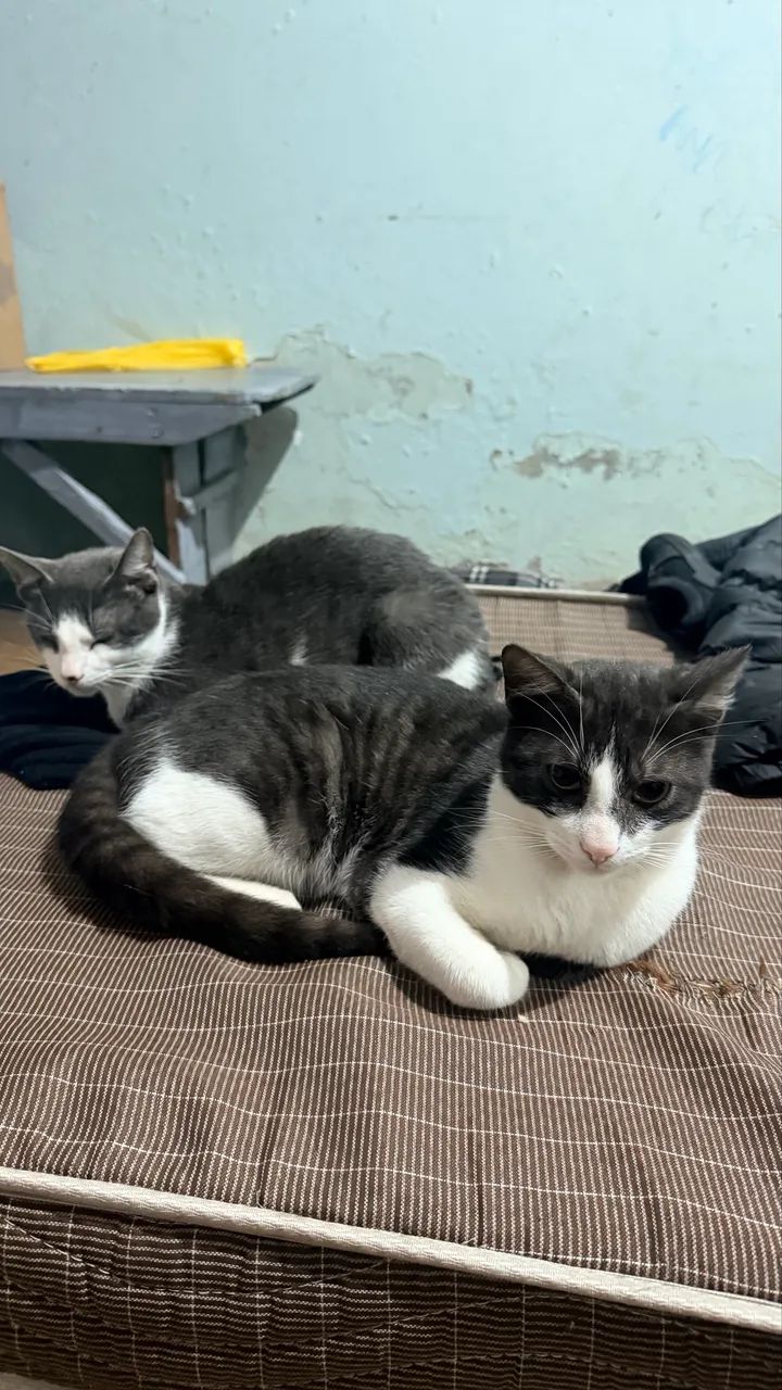Gato  - Foto 5