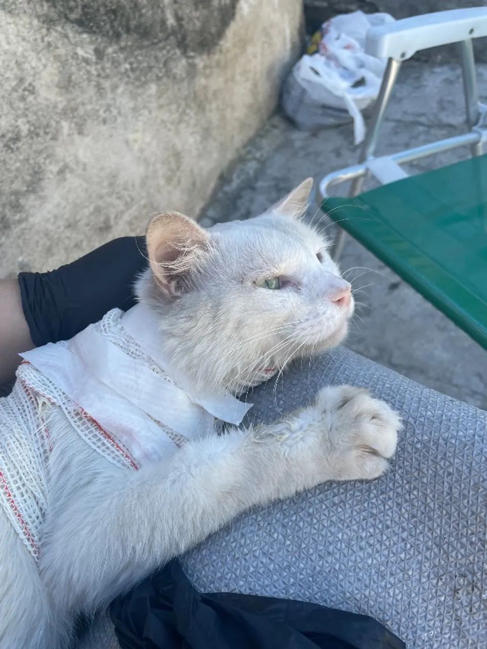 Adoção Gato macho  - Foto 5