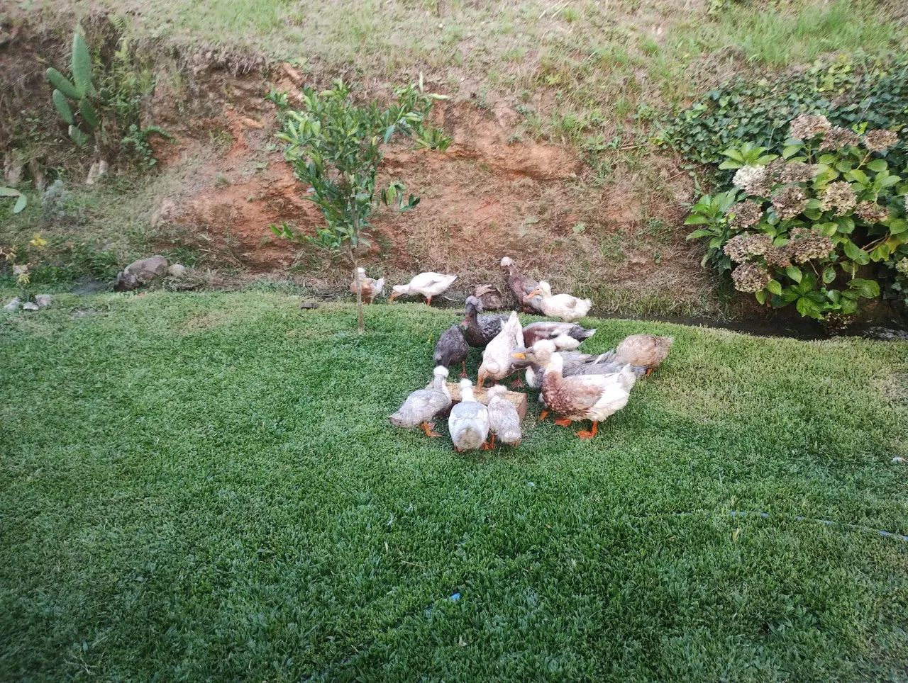 Vendo marrecos de pompom  - Foto 2