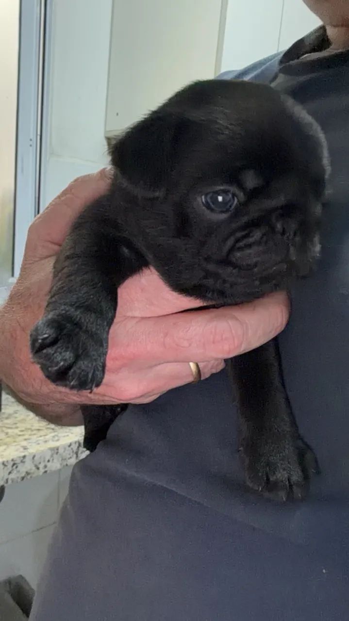 Filhote  de pug - Foto 2