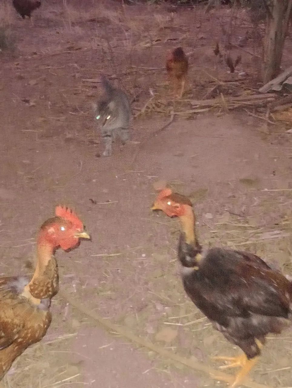 Frango e franga caipira - Foto 4