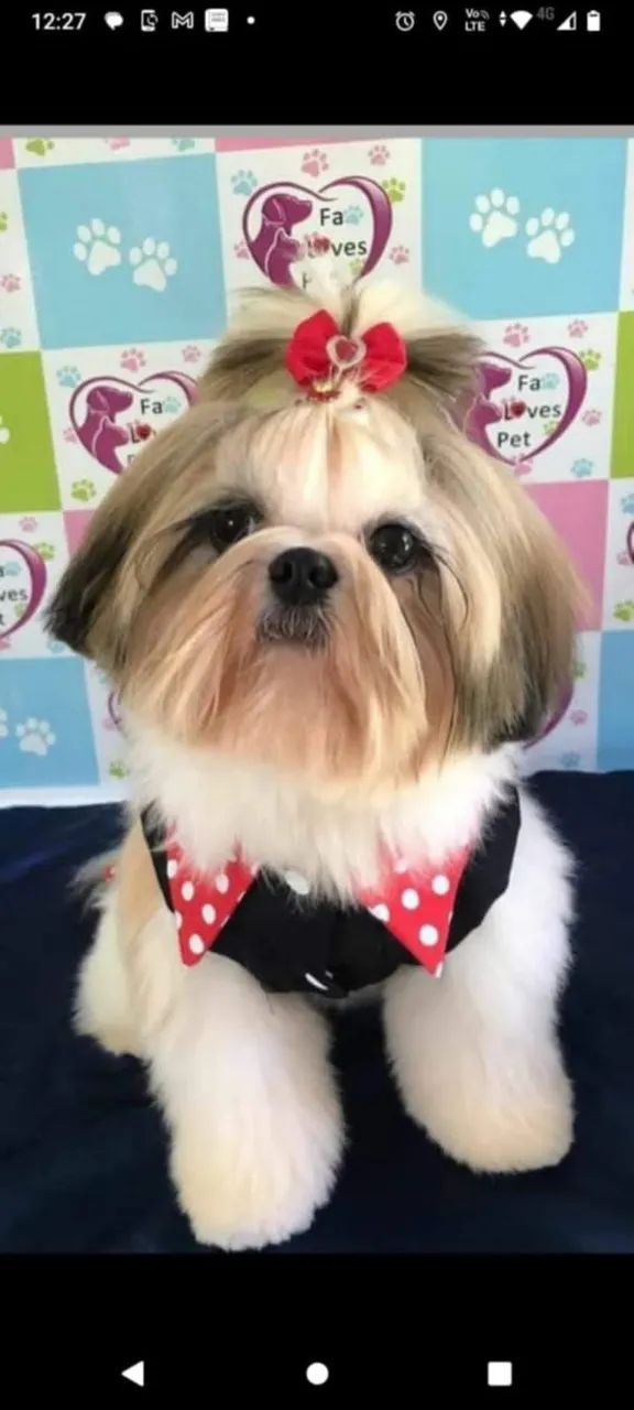 Shih tzu Femea  Filhote - Foto 2