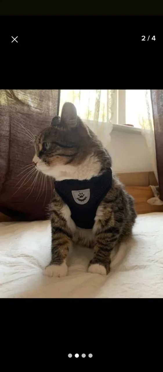 Coleira Peitoral Cão e Gato - Foto 5