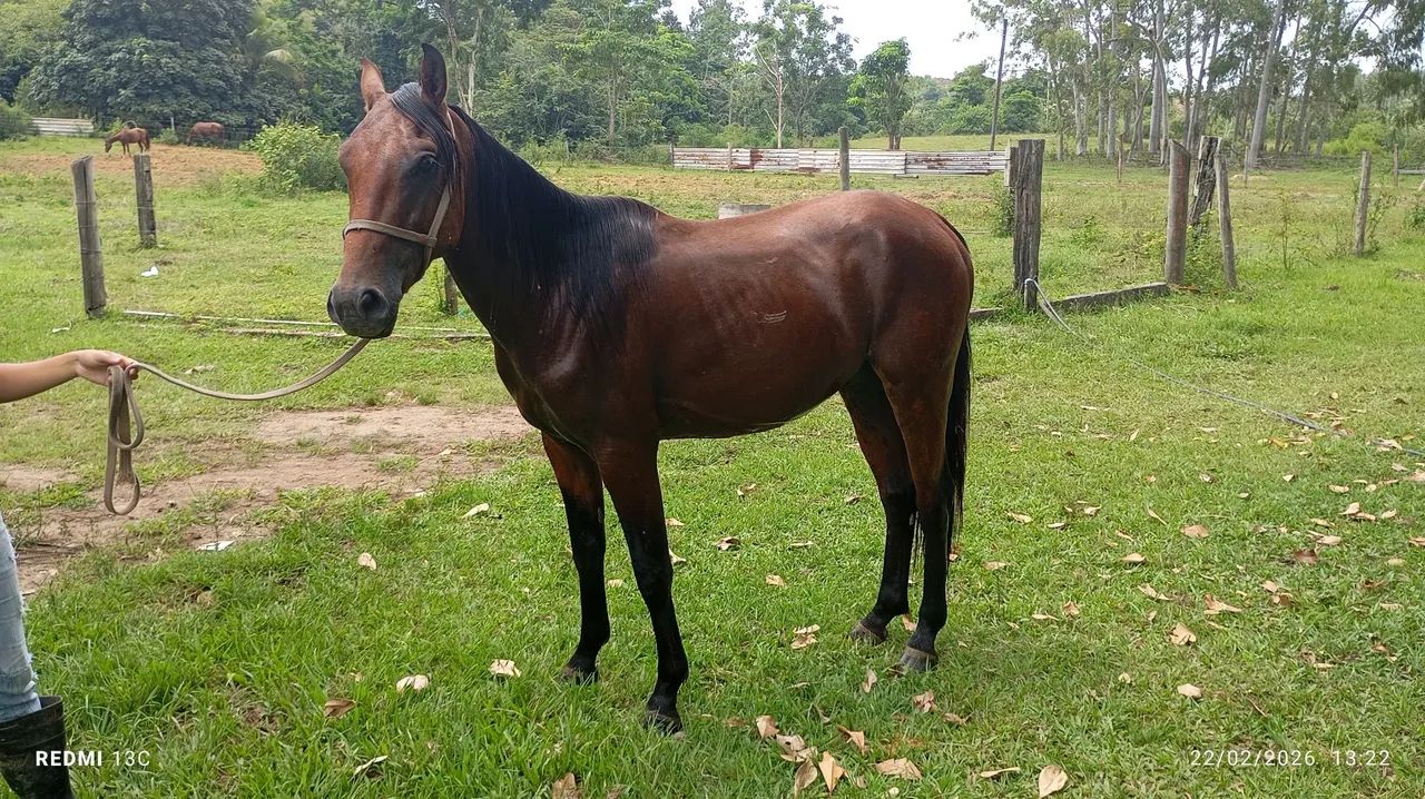 Vendo ou negocio - Foto 4