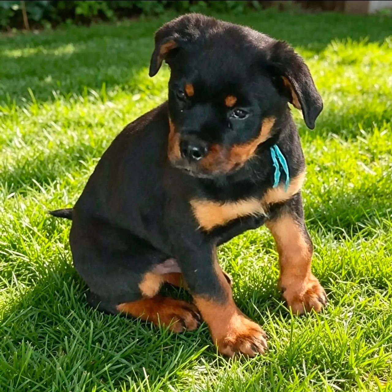 Lindos Rottweiler  - Foto 3