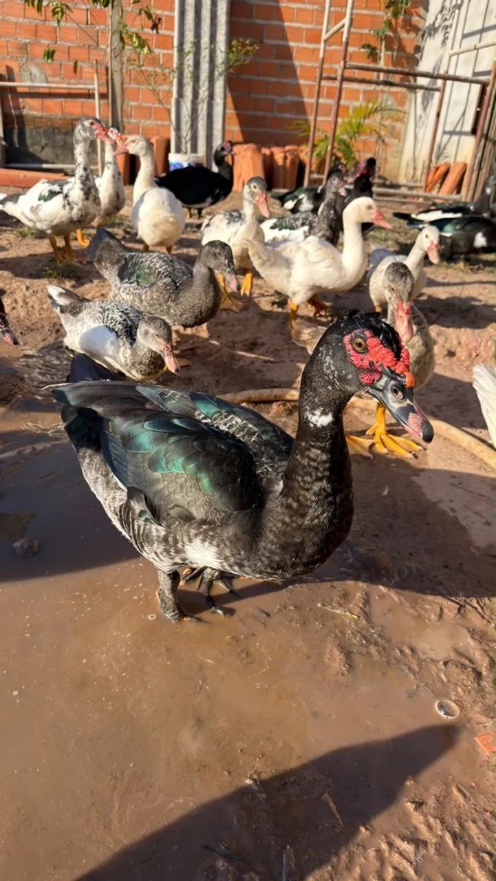 Pato - Foto 5