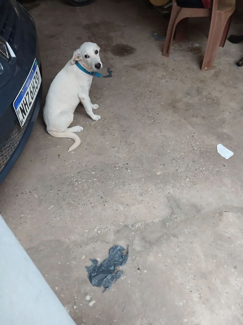 Estou doando esse cachorro macho 