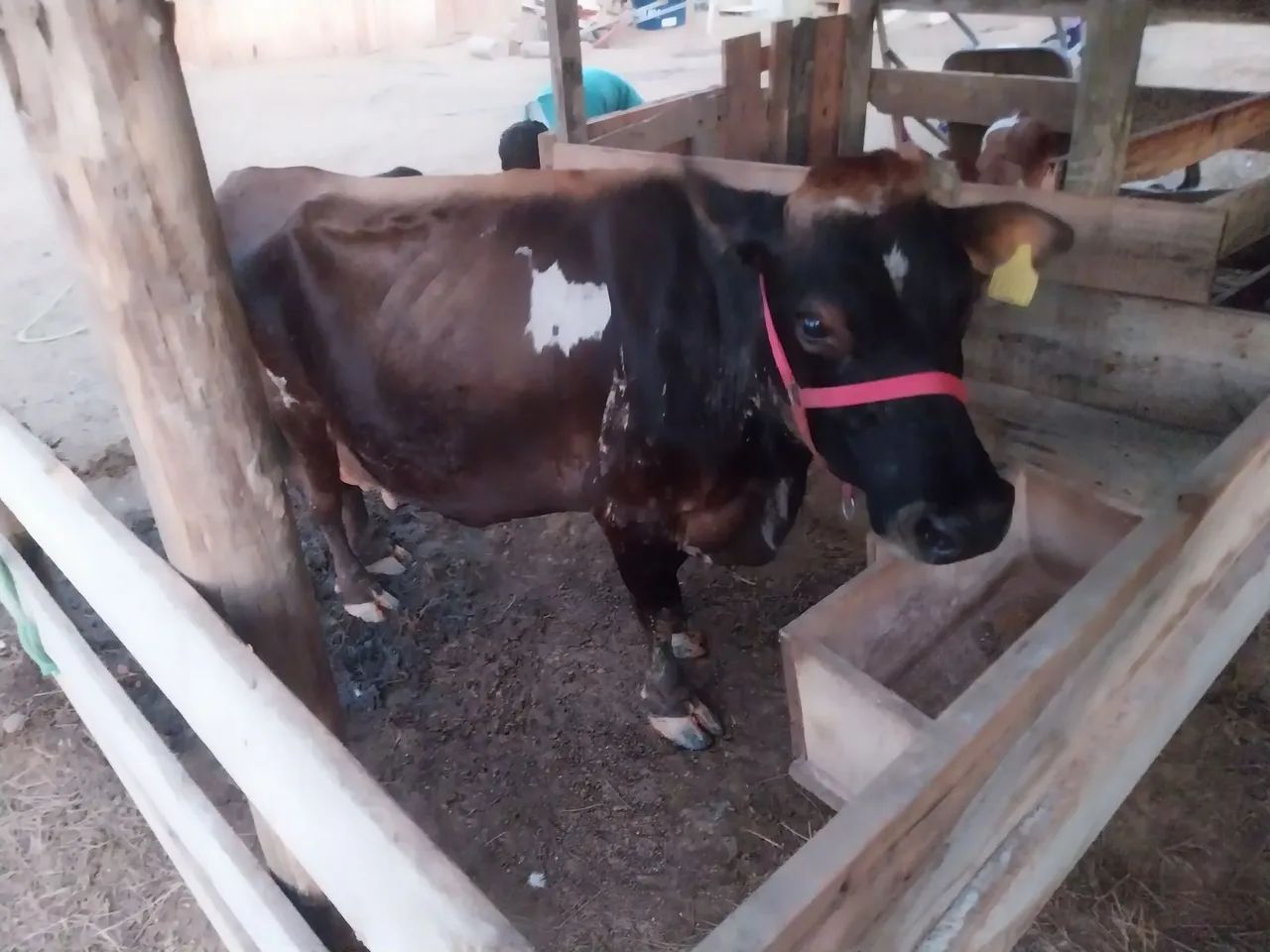 Vendo vaca de leite jersey - Foto 2