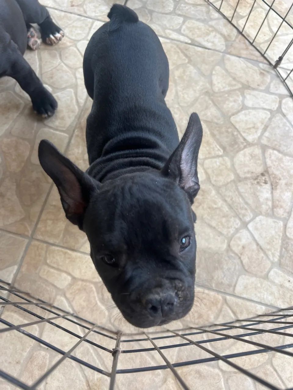 Filhote de American bully  - Foto 2