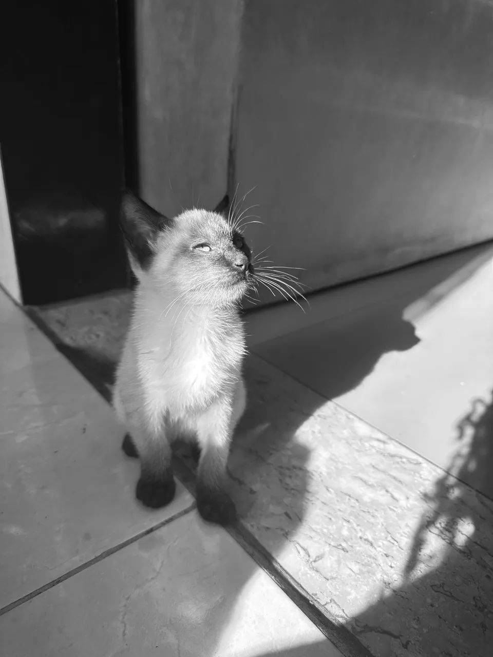 Gatos - Foto 2