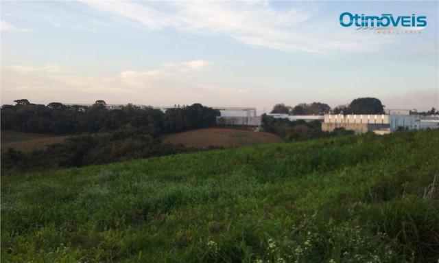 Área à venda, colônia zacarias, são josé dos pinhais - ar0002. - Foto 6