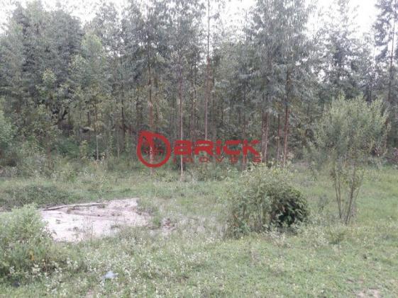Terreno com 40.000m² e com 5.000 pés de eucalipto em papucaia - Foto 14