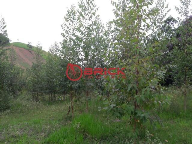 Terreno com 40.000m² e com 5.000 pés de eucalipto em papucaia