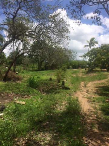 Fazenda-Granja-Sítio-Chácara 12 Hectares Aliança, Aceito Imóvel ou Automóvel - Foto 12