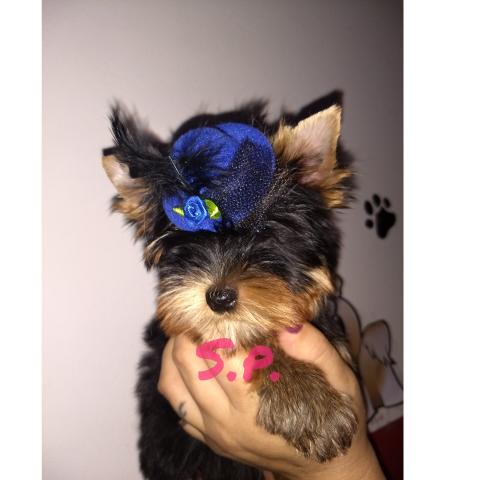 Yorkshire baby face micro c/pedigree em10xs/juros