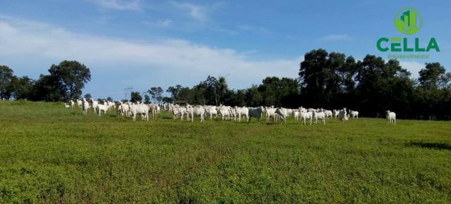 Fazendas para Pecuária no Tocantins / A partir de R$ 1.500,00 por Hectare