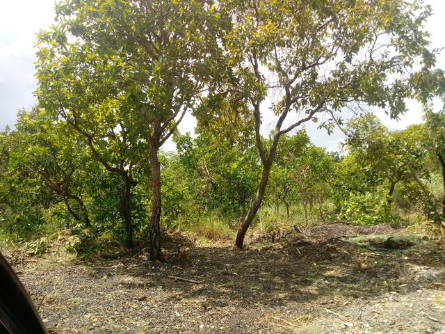 Terreno - Foto 3