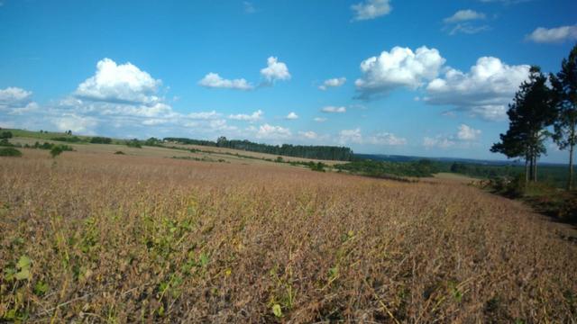 234 Hectares - 97 Alqueires - Planta 52 Alqueires - Palmeira
