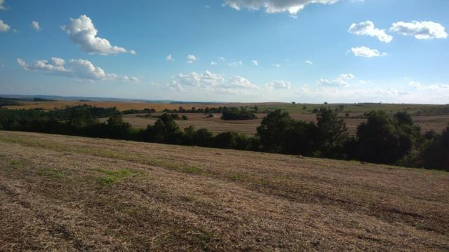 234 Hectares - 97 Alqueires - Planta 52 Alqueires - Palmeira - Foto 15