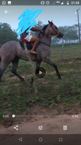 Cavalo quarto de milha - Foto 6