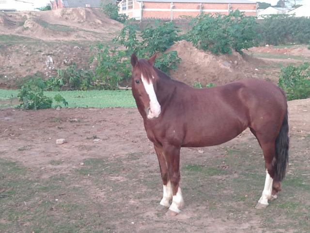 Vendo Égua Confirmada - Foto 2