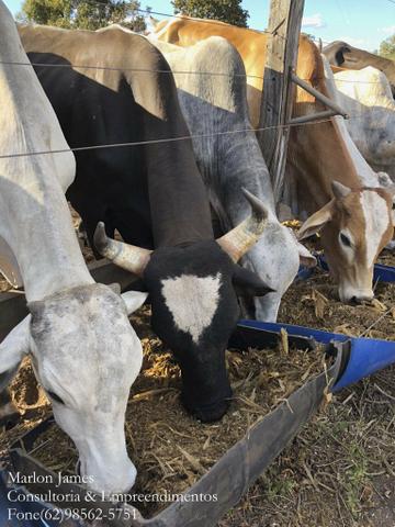 Fazenda em Porangatu!! - Foto 3