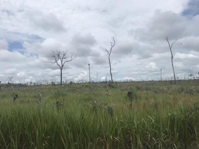 Vendo área de fazenda na Br 319 AM próximo a Porto Velho/Ro - Foto 20