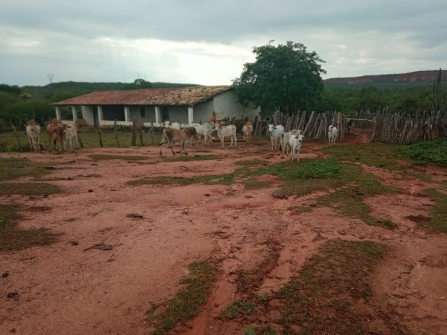 Particular Fazenda R$3.750 /ha frente BR135 Monte Alegre Piauí, Pecuária 2.675 HA - Foto 6