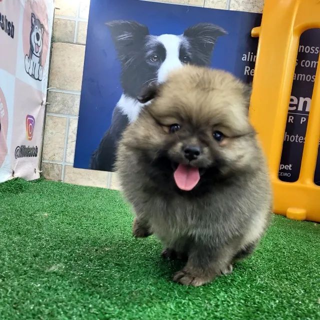 Spitz alemão Macho pedigree cbkc 10x sem juros envio incluso*