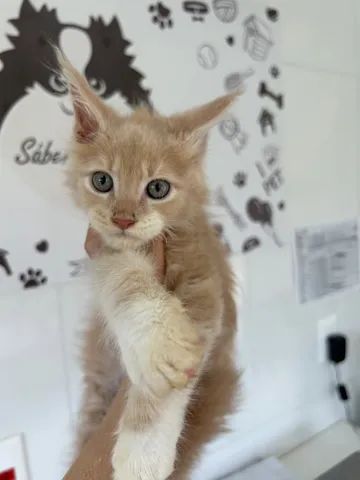 MAINE COON  - Foto 5