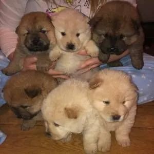 Chow-Chow Filhotes Machos e Fêmeas Saudáveis e Garantidos!