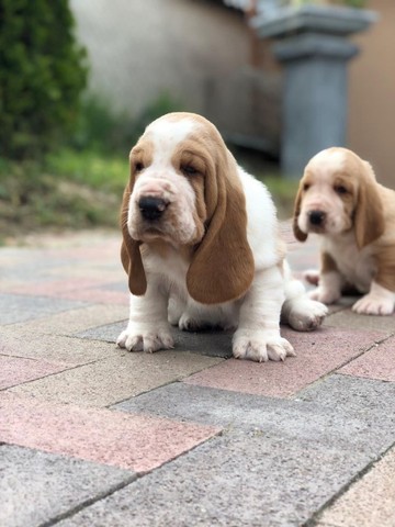 Basset Hound 