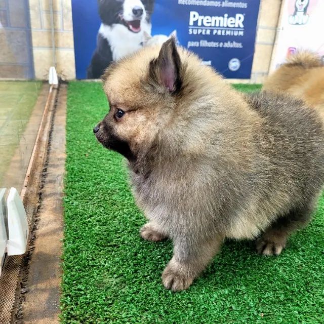 Spitz alemão Macho pedigree cbkc 10x sem juros envio incluso* - Foto 4