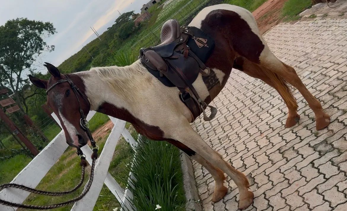 Cavalo pampa marcha picada!! - Foto 3