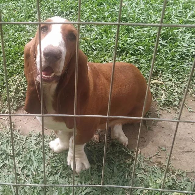 Basset olx best sale