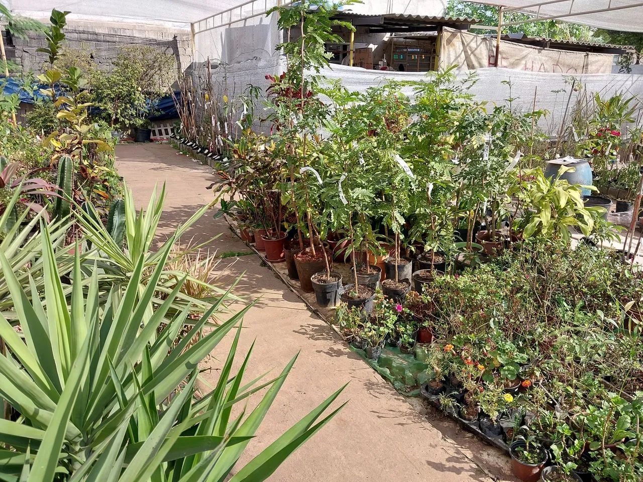 Pau brasil  - Foto 2