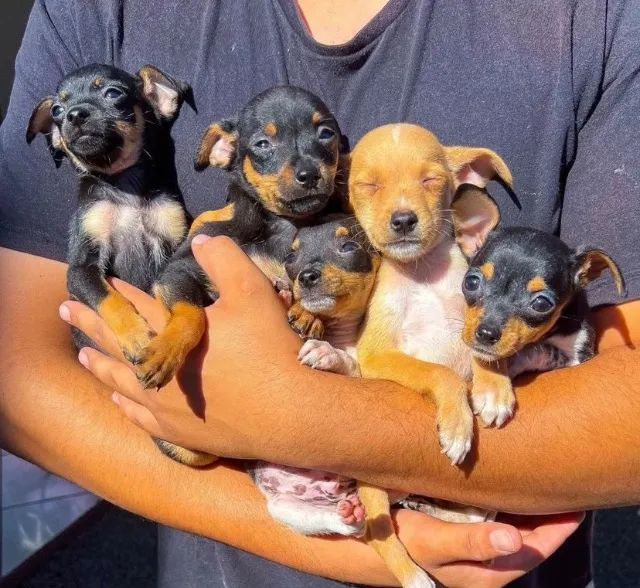 Mini pinscher best sale for sale olx