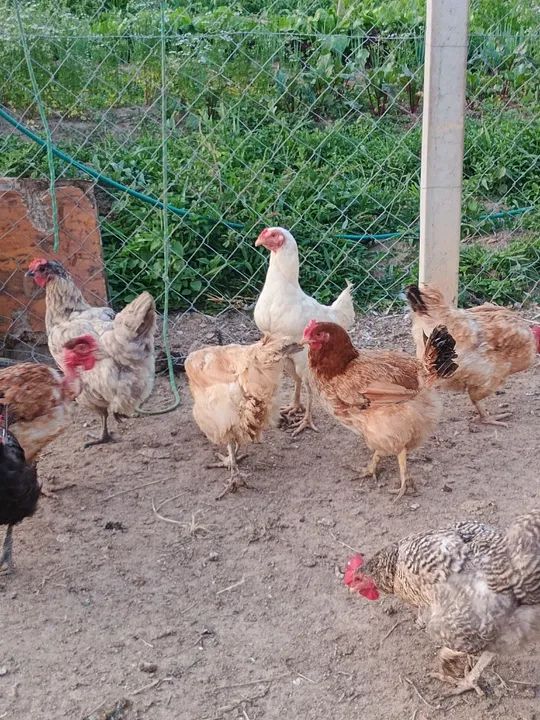 Galinhas caipira à venda - Foto 2