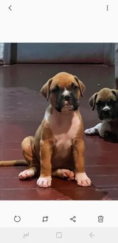 Cachorro Boxer no Rio de Janeiro