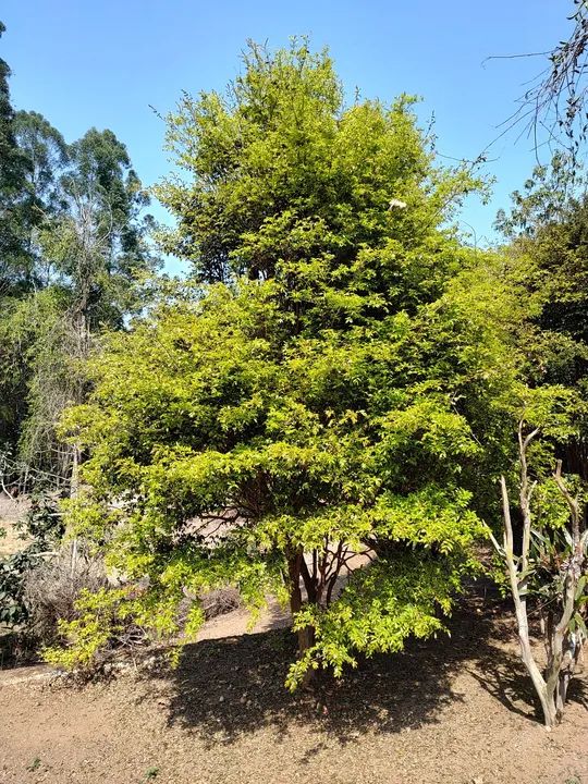 Pé de Jabuticaba Sabará 4m para quem retirar - Foto 4