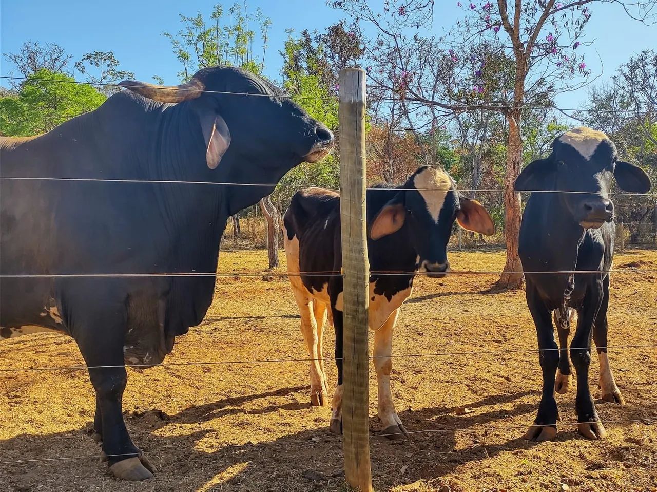 Venda ou troca Três 1 boi 1 já cobrindo e 1 garrote - Foto 2