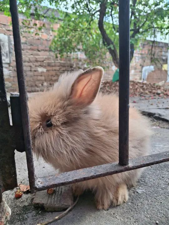 Coelhinhos lion porte médio  - Foto 4