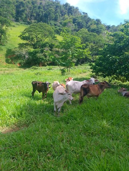 Fazenda a venda  - Foto 2