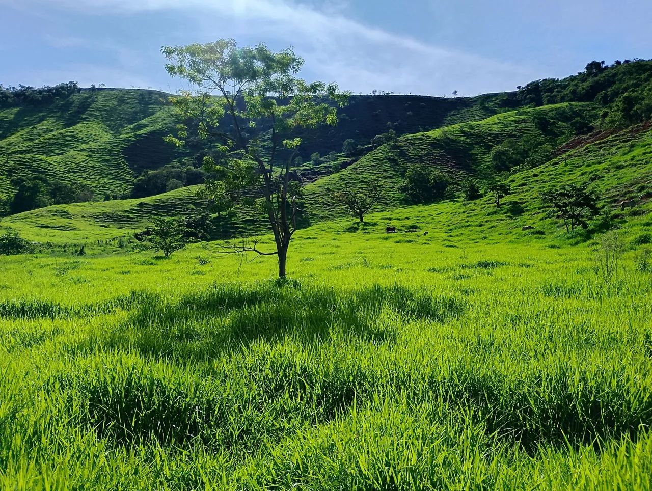 Fazenda a venda  - Foto 5