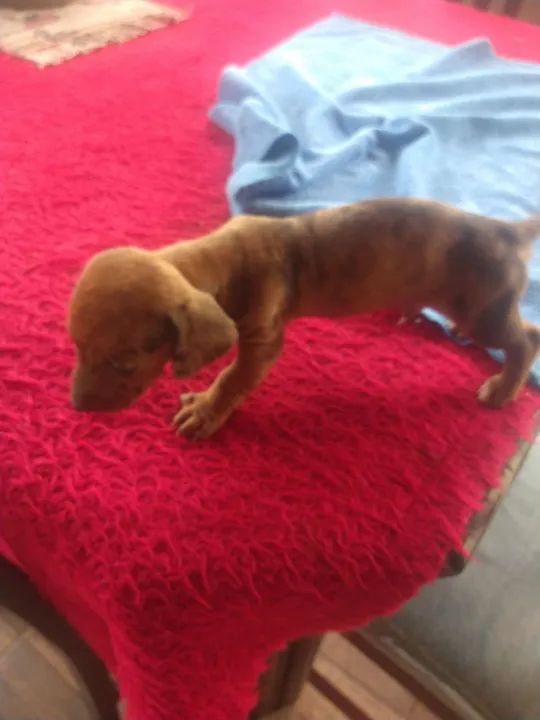 Bassê,, fêmea e machinho  - Foto 2