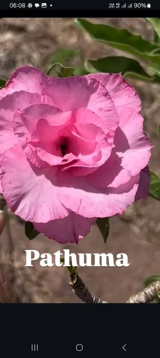 Muda de Adenium Obesum Flor Branca rosa   preta todas as cores  - Foto 3