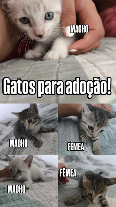 Gatinhos fofinhos para adoção!
